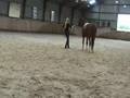 Longing in trot