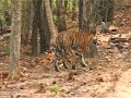 TYGER! TYGER! TYGER! TYGER!