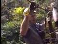 Canopy Tour, Montego Bay Jamaica: PART 2 of 2