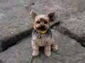 super yorkie Qちゃん 芸達者