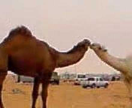 قبلة الجمل 