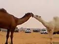 camals kiss camals kiss