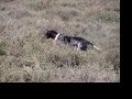 Ver vídeo