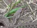 Another adder