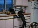 Dog Training - How to choose a dog trainer part 7