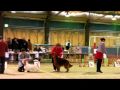 2010-03-09 | HAL basset hound --- Saitama-higashi Club dog show, Mar. ... ~> (<span>4:)