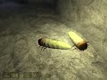 Lets play Half-Life 2 Episode Two #5 german
