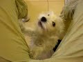 Perros envidiosos