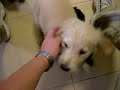 Perros envidiosos
