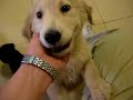 Perros envidiosos