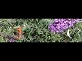 Peacock butterfly (Dagpauwoog) flies away (1200 fps) Peacock butterfly (Dagpauwoog) flies away (1200 fps)