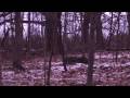 videos de Doe video