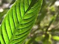 Una Experiencia comunitaria de conservación y manejo de los recursos naturales.