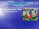 Sigara Uyuşturucu alkol ve zararları -1