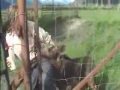 Baby Moose goes for a walk