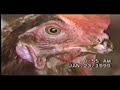 The Dignity, Beauty & Abuse of Chickens Part 2 The Dignity, Beauty & Abuse of Chickens Part 2