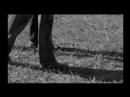 sound-the-bugle-a-tale-of-conscience.html