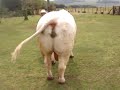 GRANDE CAMPE�O CHAROL�S EXPOINTER 2006