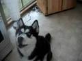 Siberian Husky Says i love u
