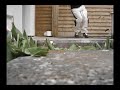 C-walk- Om3rta- Homeboyz