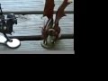 The Ultimate Fight