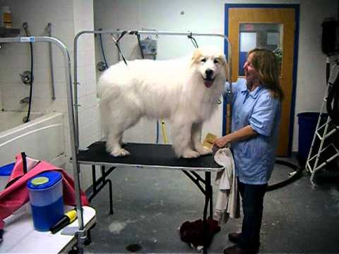 great pyrenees