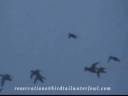 Birdtail Waterfowl 2008 duck and goose hunting