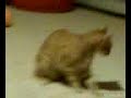 Cat Chasing Tail