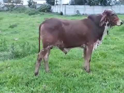 Lote 72 - 1 Tourinho Gir; Filho De Touro Registrado; Ótima Procedência