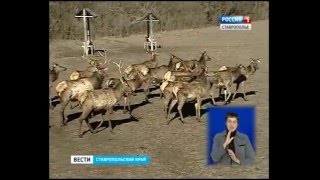 Рогатые выходят на волю