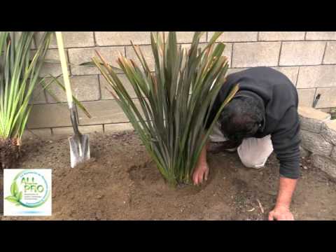 how to transplant phormium