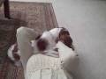 videos de Charlotte happy Callie is home 2