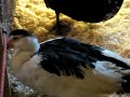 Muscovy ducklings 2 Muscovy ducklings 2