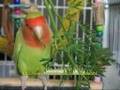 Agapornis comendo folhas - Lovebirds eating leaves