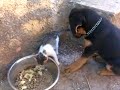Gatto Vs Aron (rottweiler) Fight