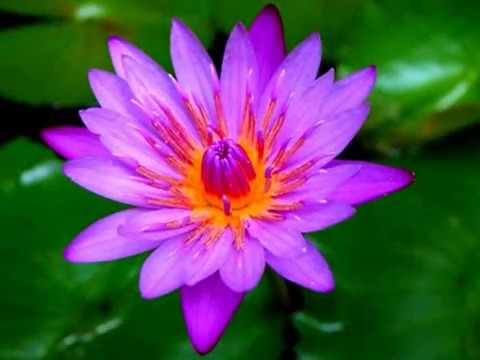 how to transplant water lilies