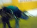 Caballazos en gimnasio de prepa2 Caballazos en gimnasio de prepa2