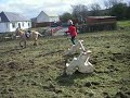 jumping-my-fjord-pon