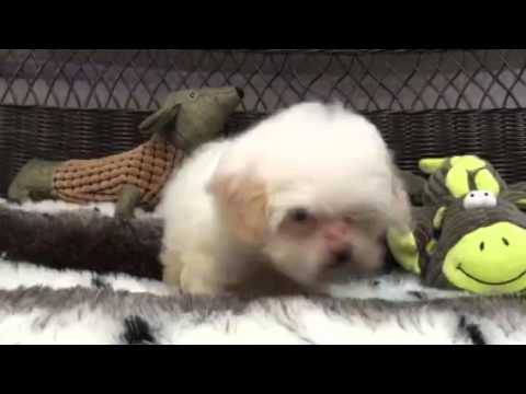 Absolutely Adorable, Baby Girl Shih-Poo!!