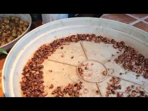 how to collect bald cypress seeds