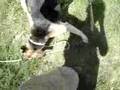 Mawo, chien de la SPA