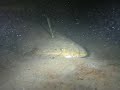 California Halibut - Female California Halibut - Female