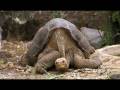 videos de The Rarest Animal on Earth!