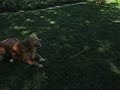 Doc plays in the yard