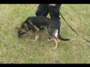 Quartz Lytle vom Klatolklin Tracking @ 4 Months