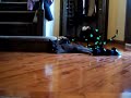 Burnsy and Noodnick wanna go outside?
