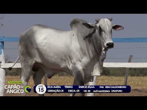 7 De Olho na Fazenda - Capo de Angico