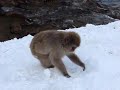 jigokudani macaque monkeys
