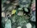 videos de Porno Tartarughe