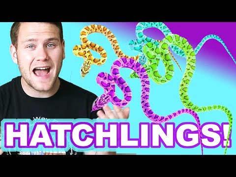 YouTube reptile video